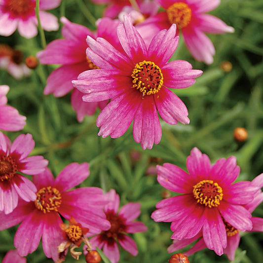 Coreopsis Heaven's Gate
