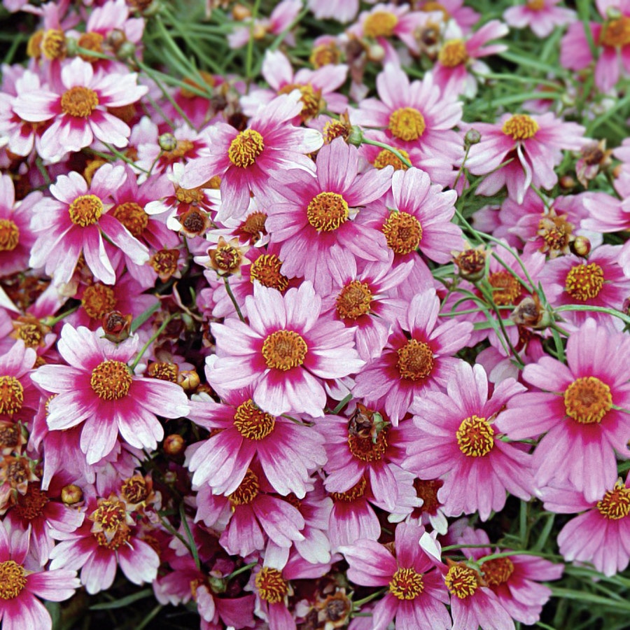 Coreopsis Heaven's Gate