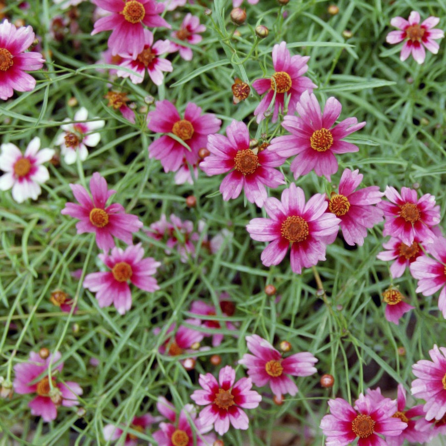 Coreopsis Heaven's Gate