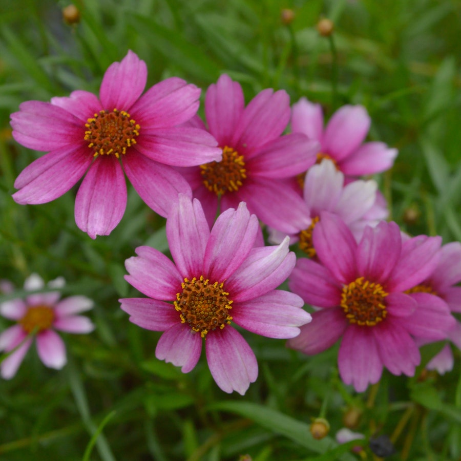 Coreopsis Heaven's Gate