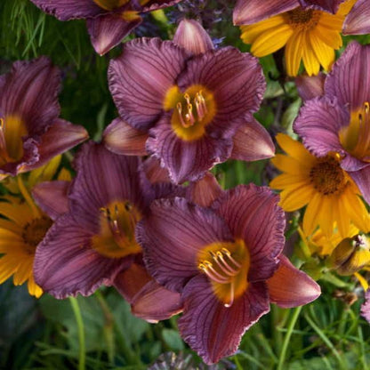 Hemerocallis 'Purple d'Oro'