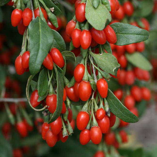Lycium barbarum Goji Sweet LifeBerry®