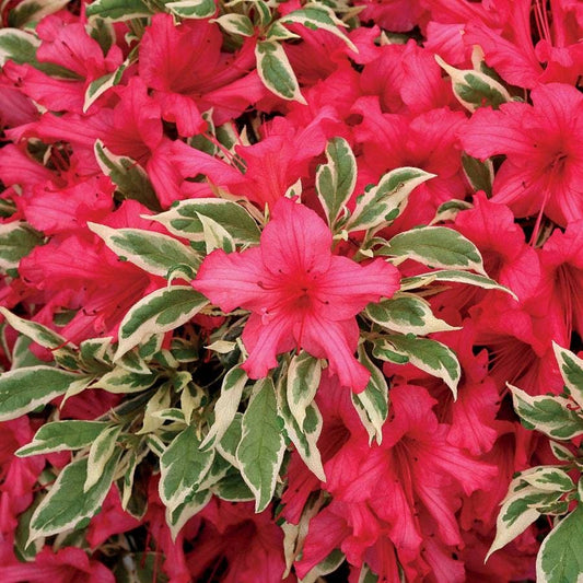 Rhododendron Bollywood® Azalea