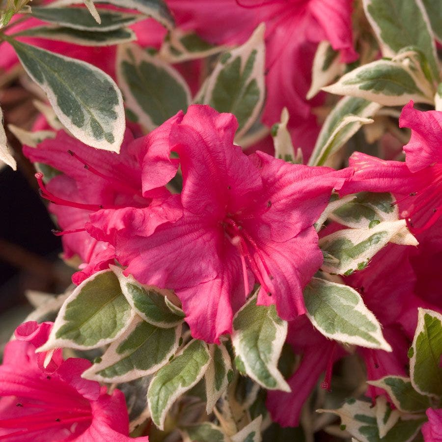 Rhododendron Bollywood® Azalea