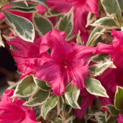 Rhododendron Bollywood® Azalea