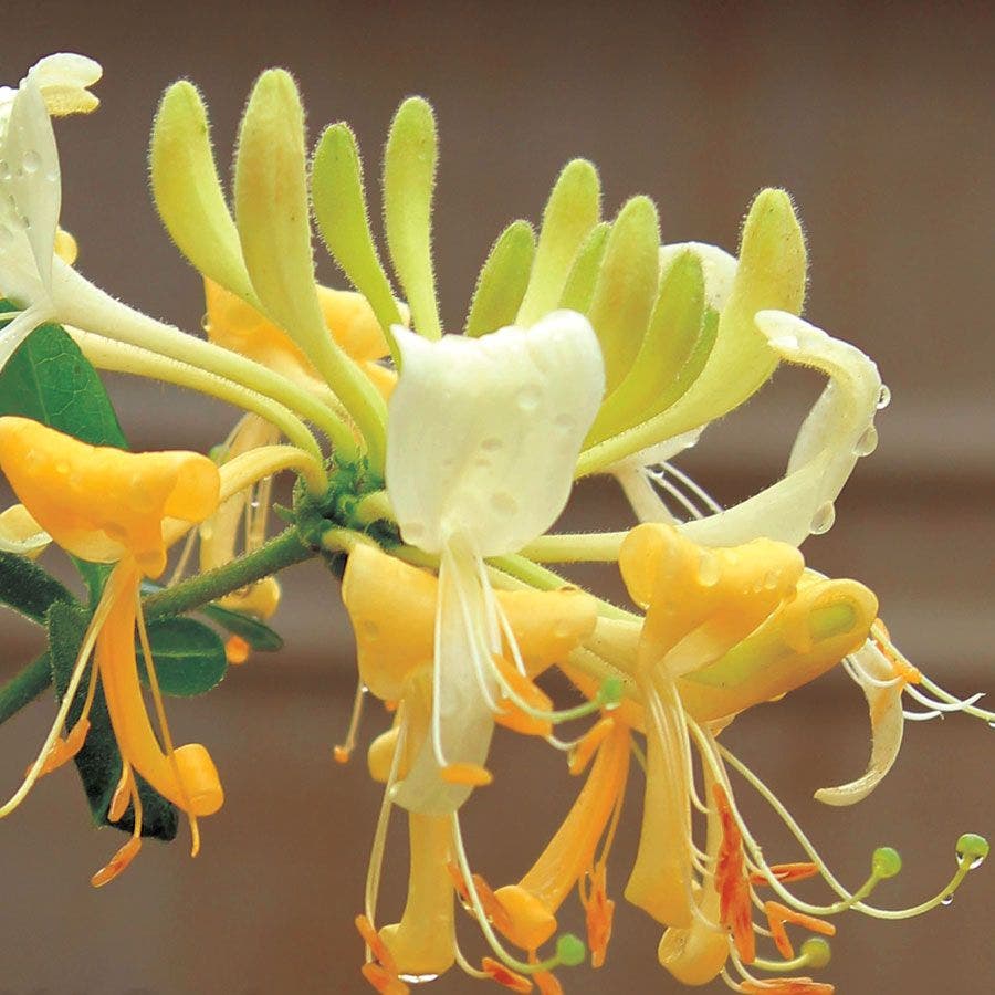 Scentsation Honeysuckle