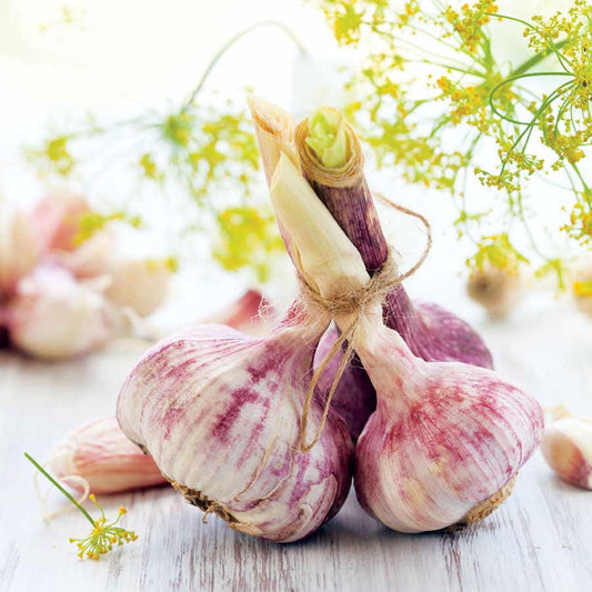 Garlic German Red