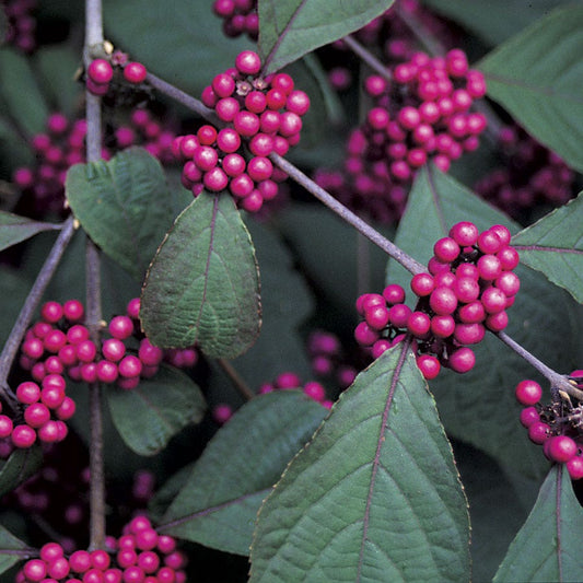 American Beautyberry