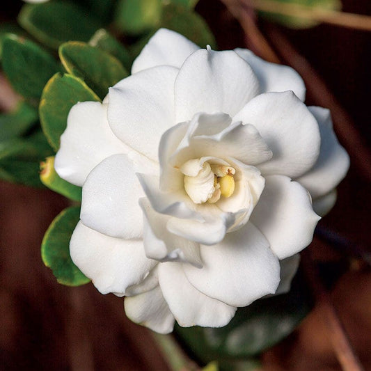 'Double Mint' Gardenia