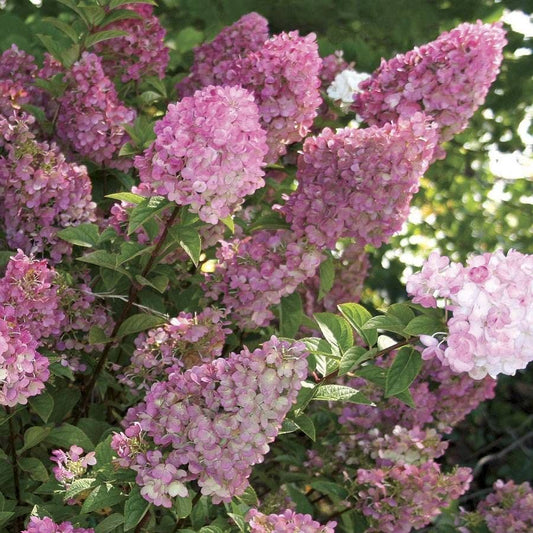 Strawberry Sundae® Hydrangea