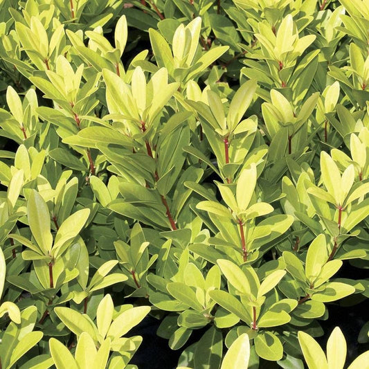 Illicium 'Florida Sunshine'