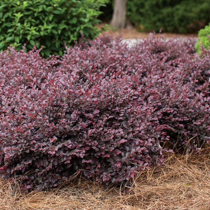 Crimson Fire™ Loropetalum