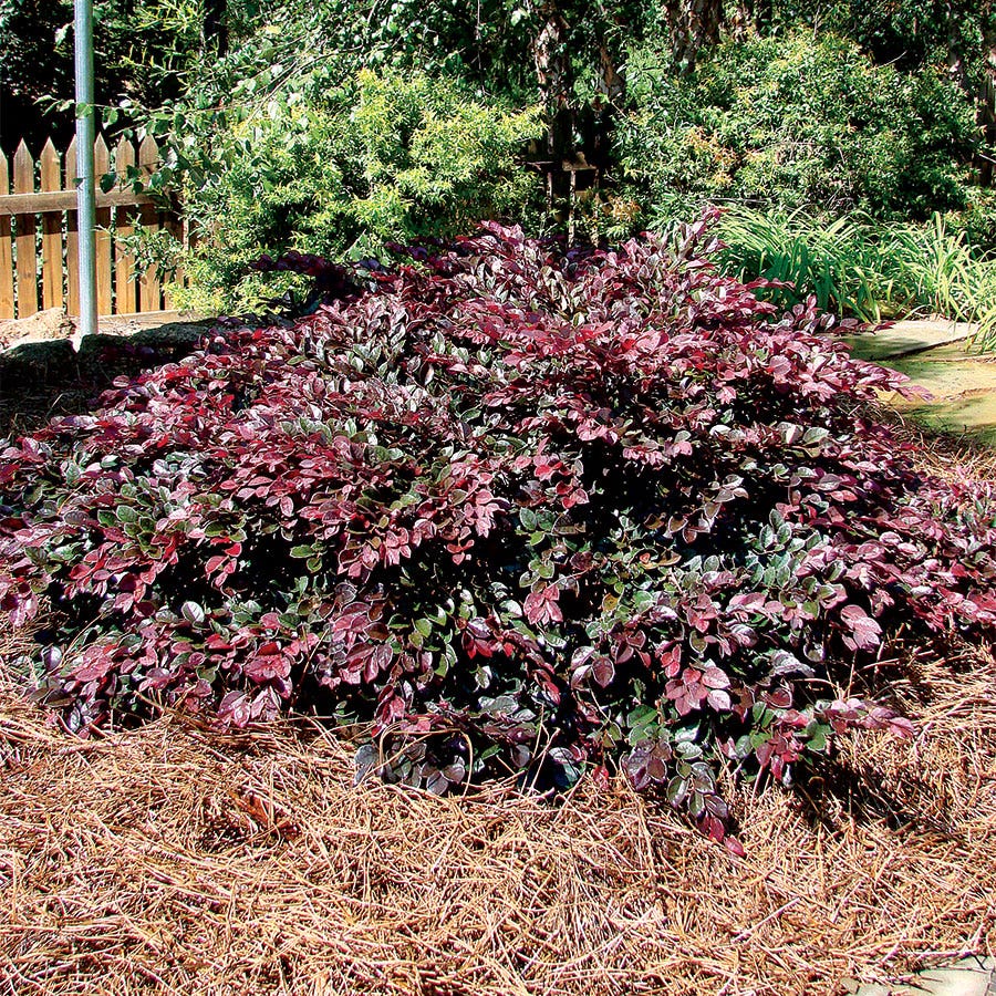 Crimson Fire™ Loropetalum