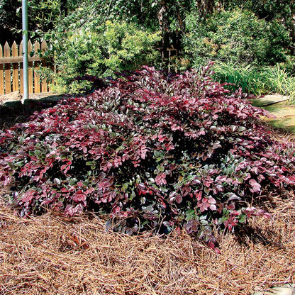 Crimson Fire™ Loropetalum