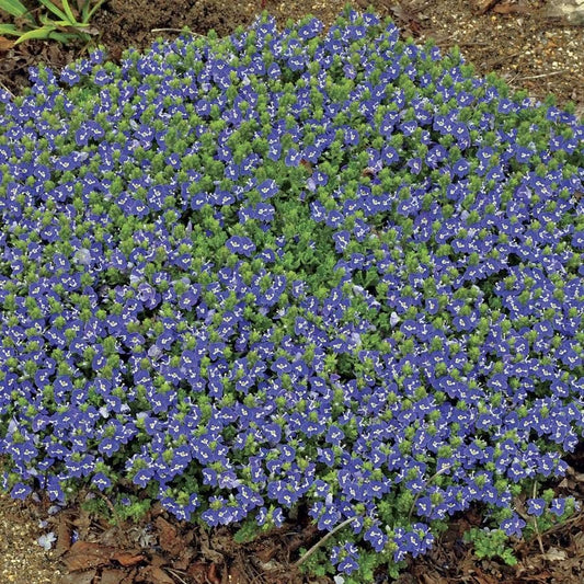 'Tidal Pool' Speedwell