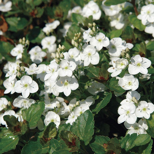 Whitewater Speedwell