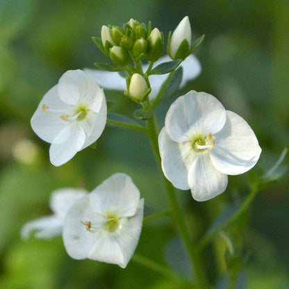 Whitewater Speedwell