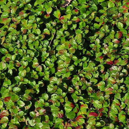 Whitewater Speedwell