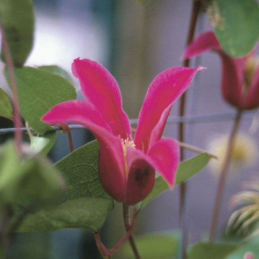 Princess Diana Clematis