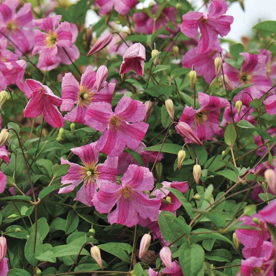Clematis Pink Mink®
