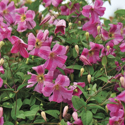 Clematis Pink Mink®