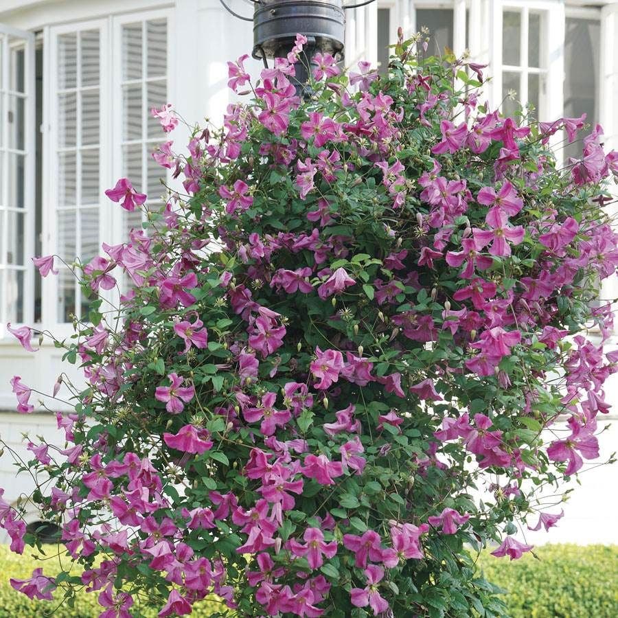 Clematis Pink Mink®