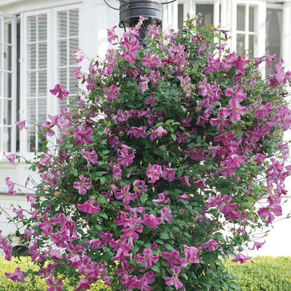 Clematis Pink Mink®