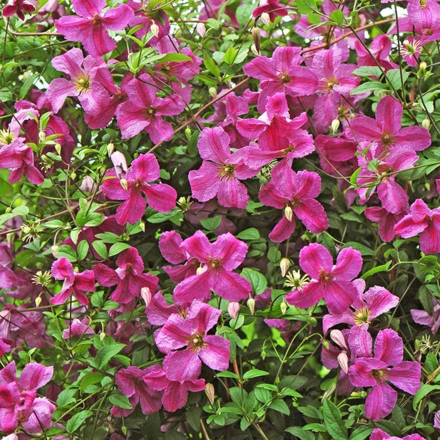 Clematis Pink Mink®