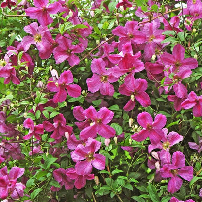 Clematis Pink Mink®