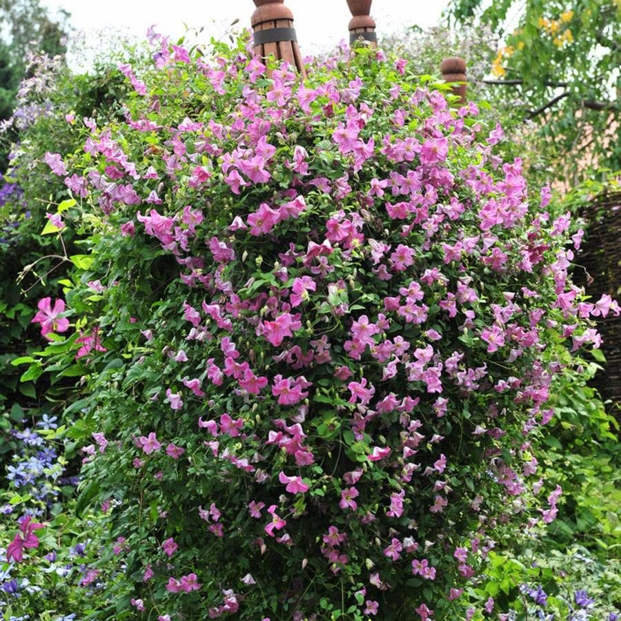 Clematis Pink Mink®