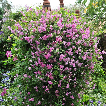 Clematis Pink Mink®