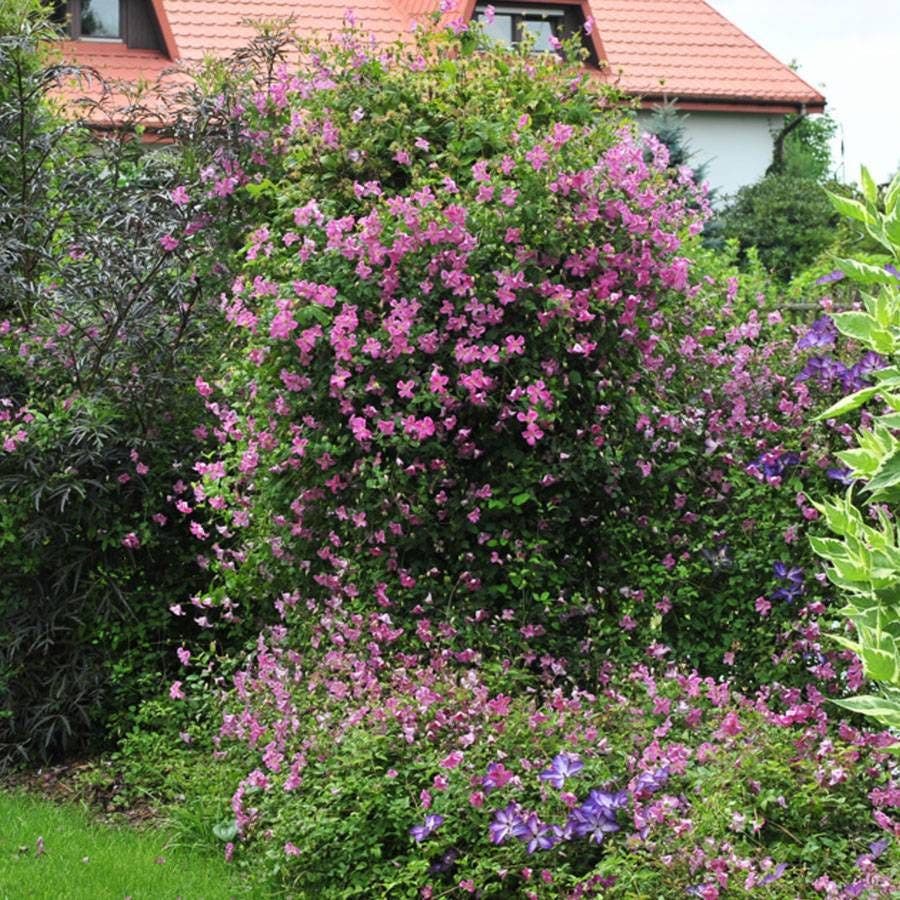 Clematis Pink Mink®