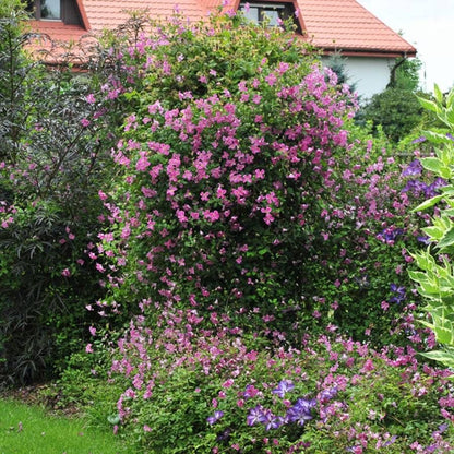 Clematis Pink Mink®