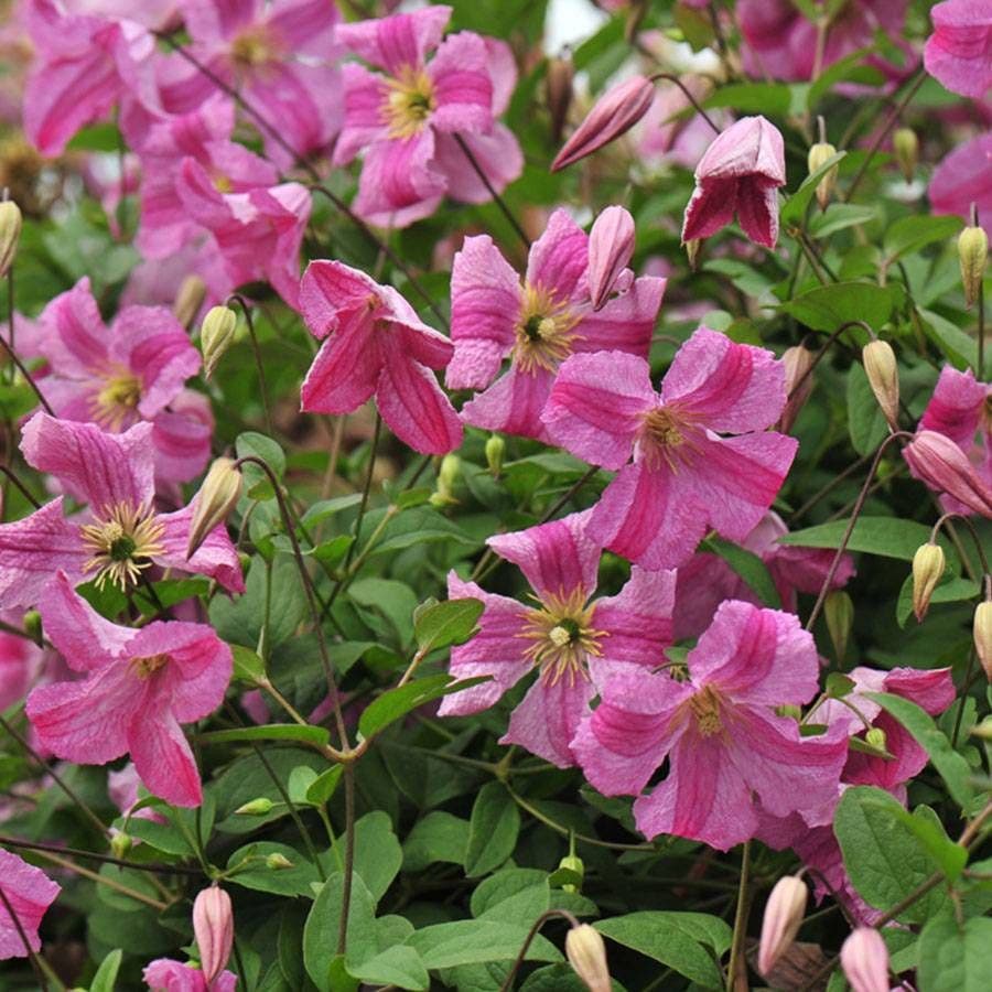 Clematis Pink Mink®