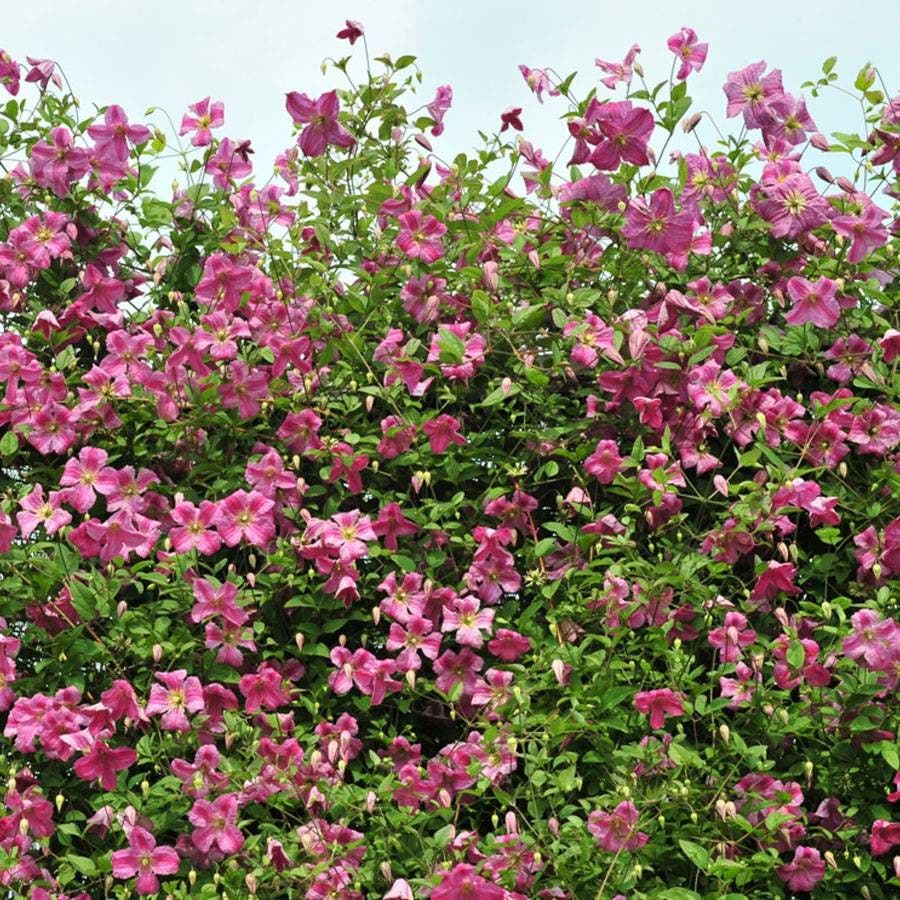 Clematis Pink Mink®