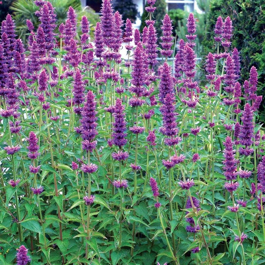 Agastache 'Blue Boa' Hyssop