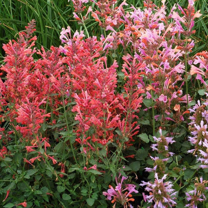 Agastache Kudos™ 'Kudos Coral'