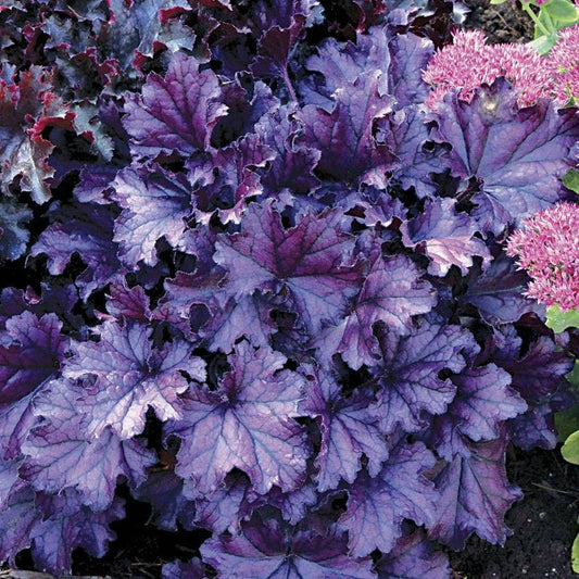 Heuchera Forever® Purple