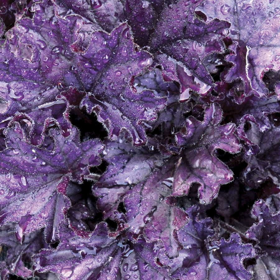 Heuchera Forever® Purple
