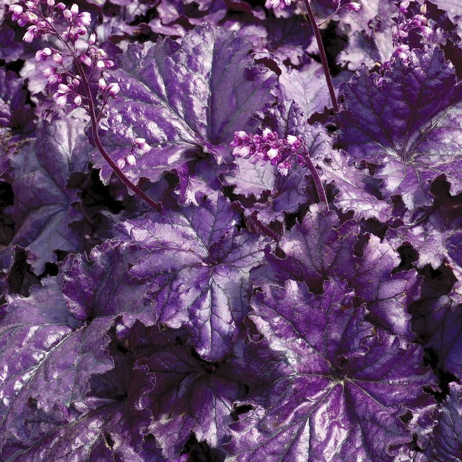 Heuchera Forever® Purple