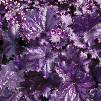 Heuchera Forever® Purple