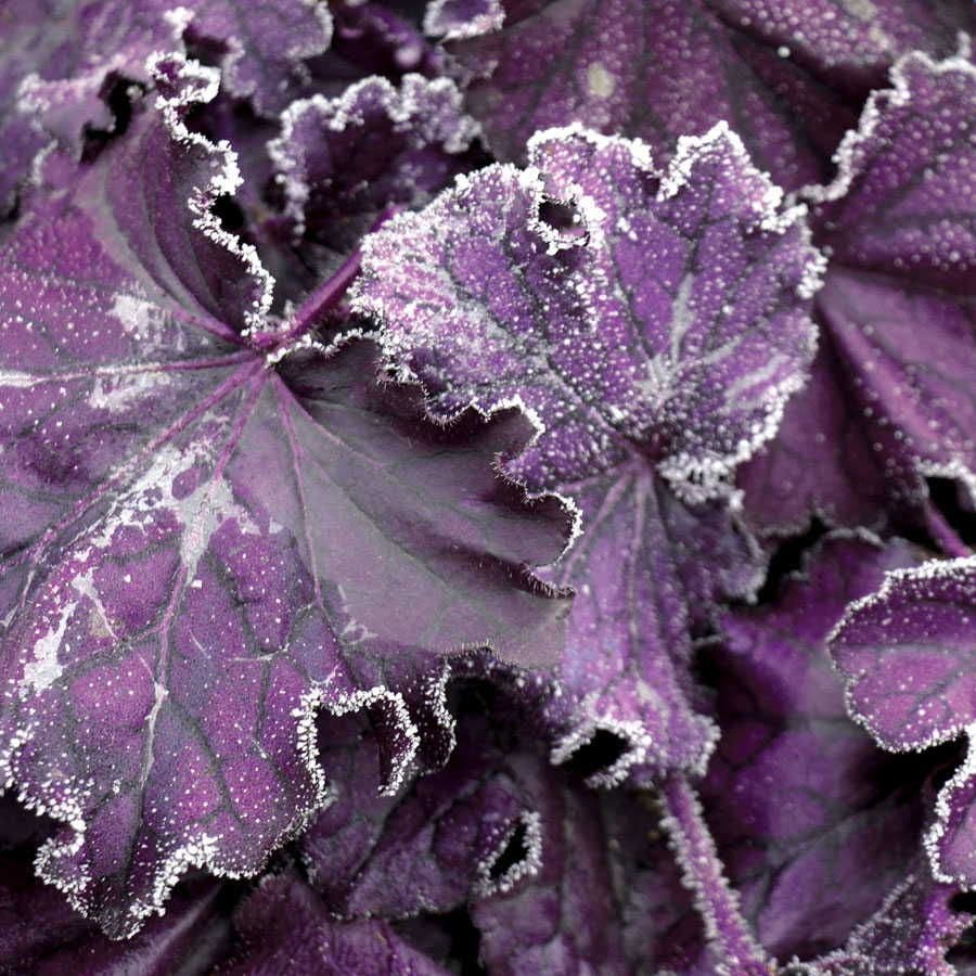 Heuchera Forever® Purple