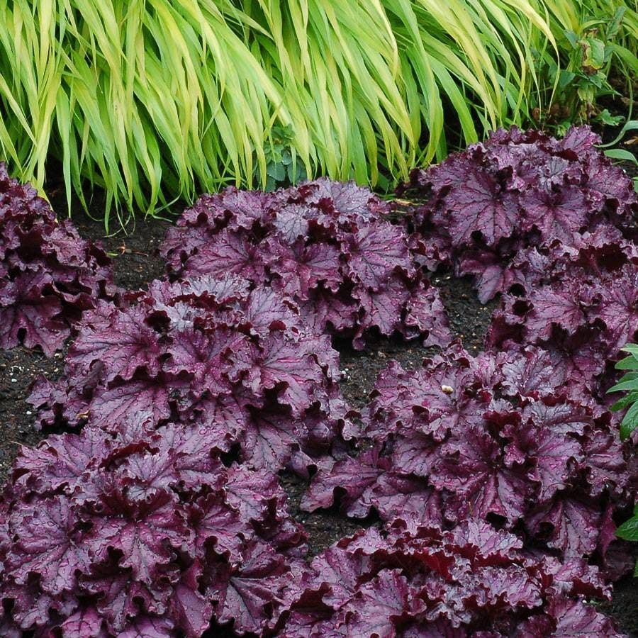 Heuchera Forever® Purple