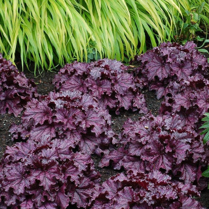 Heuchera Forever® Purple