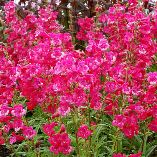 Penstemon Cha Cha™ 'Hot Pink' Beardtongue