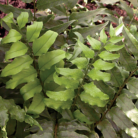 Japanese Holly Fern