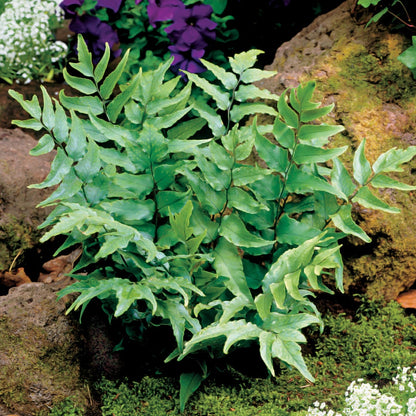 Japanese Holly Fern
