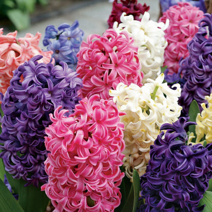 Pastel Perfection Hyacinth Mix Bulbs