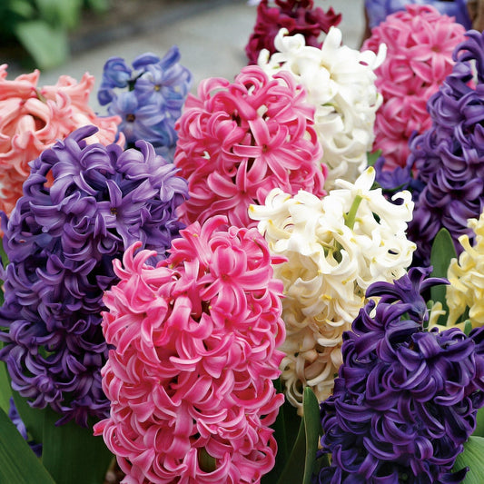 Pastel Perfection Hyacinth Mix Bulbs