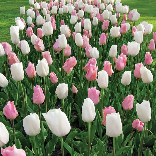 Tulip Marshmallow Fields Mix